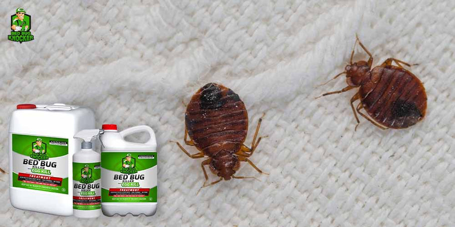 Какви са незаменимите предимства на препарата против клопи Bed Bug Knocker?