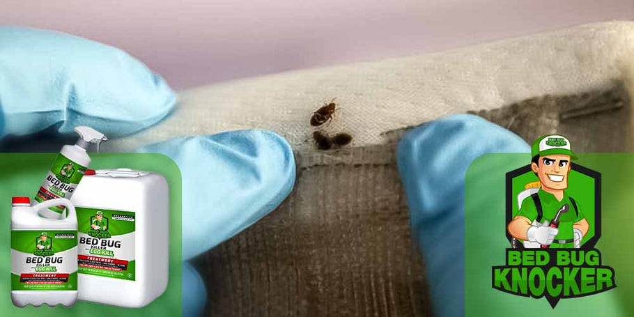 Как да използвате пръската против клопи Bed Bug Knocker?